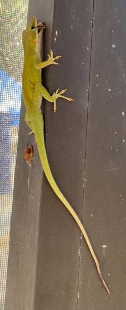 istock Green buddy on back porch 1303487200