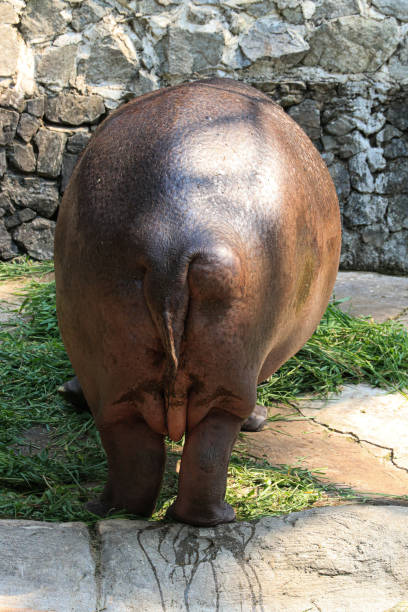 Happy Hippo is Playing Water in the Pond