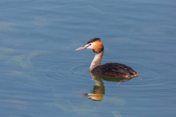 istock one swimming great crested grebe (podiceps cristatus) in blue water 1303490988
