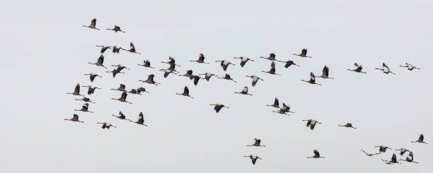 istock A flock of common cranes flying over during their migration 1303492817