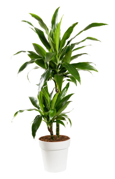 Potted Dracaena janet craig, Dragon plant or Water Stick Plant Ornamental potted Dracaena janet craig, Dragon plant or Water Stick Plant with striped green sword-shaped glossy leaves in a side view isolated on white ornamental plant stock pictures, royalty-free photos & images
