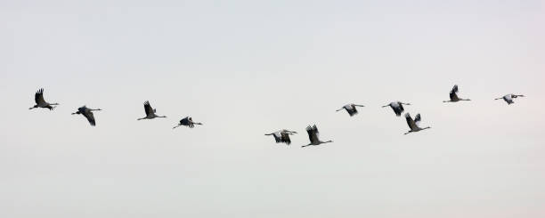 istock A flock of common cranes flying over during their migration 1303492911