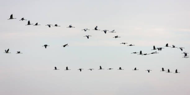 istock A flock of common cranes flying over during their migration 1303492923