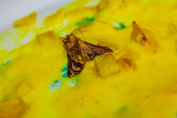 Photo of Moth insect in food curry sauce with pasta on plate.