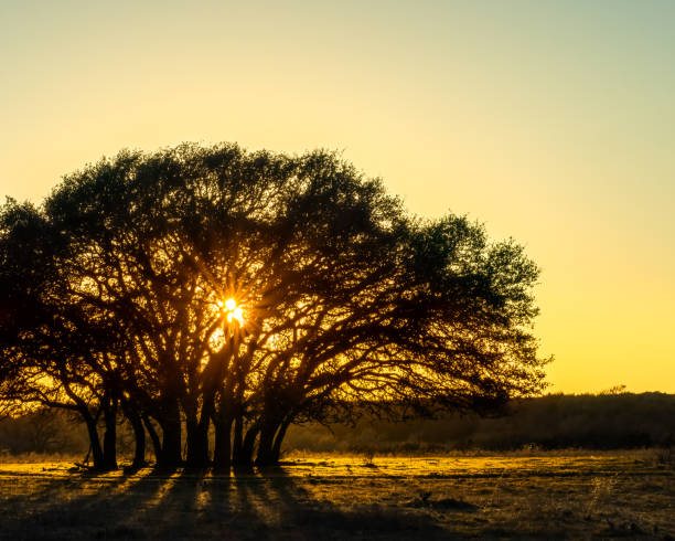 Oak Motte Sunset A cluster of live oak trees (known as a motte) silhouetted at sunset live oak stock pictures, royalty-free photos & images