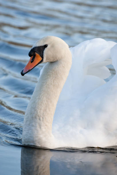 disparo en la cabeza de un cisne blanco nadando en un estanque - cisne blanco comun fotografías e imágenes de stock