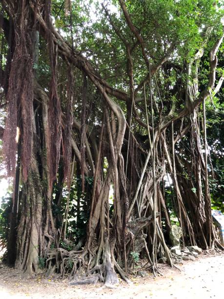 istock Okinawa, Japan, mysterious banyan tree 1303494285