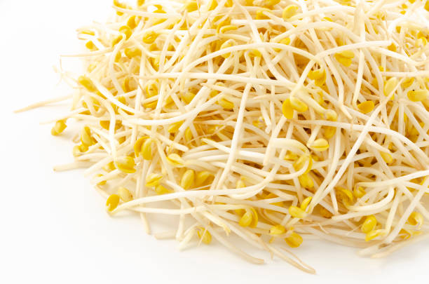 istock pile of soybean sprouts on a white background 1303494429