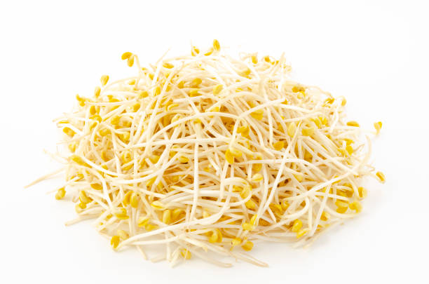 istock pile of soybean sprouts on a white background 1303494797