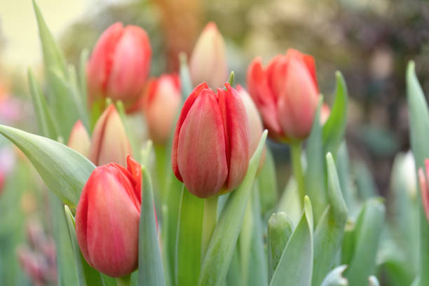 istock red tulips in garden 1303495423
