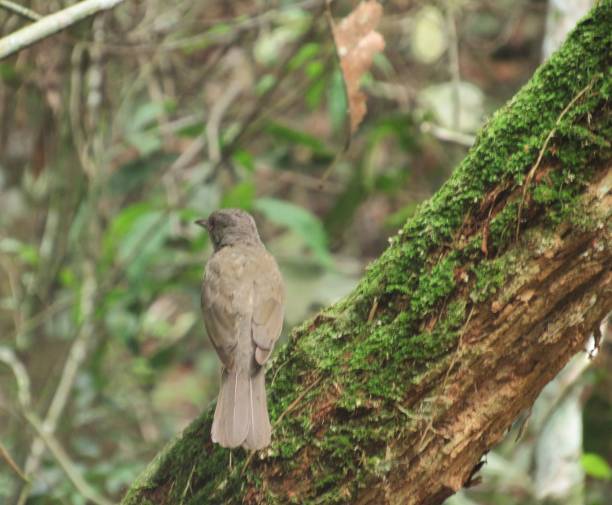istock A pale-breasted thrush (Turdus leucomelas) on a tree trunk in the cerrado 1303495903