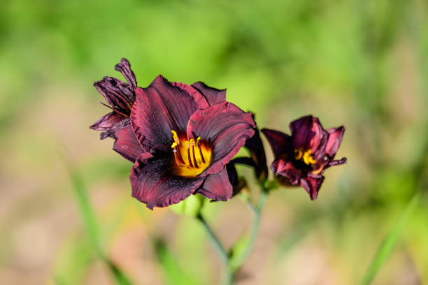 Vivid dark red Hemerocallis Siloam Paul Watts plant, know as daylily, Lilium or Lily plant in a British cottage style garden in a sunny summer day, beautiful outdoor background photographed with soft focus vívida planta de hemerocallis siloam paul watts de color rojo oscuro vivo, conocido como daylily, lilium o lily plantan en un jardín de estilo cabaña británico en un soleado día de verano, hermoso fondo al aire libre fotografiado con enfoque suave