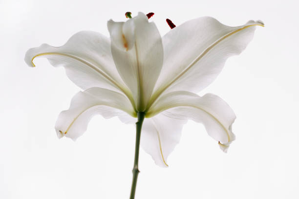Casablanca Lily