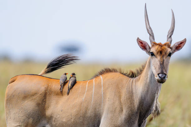 istock Eland with Oxpecker bird 1303498214