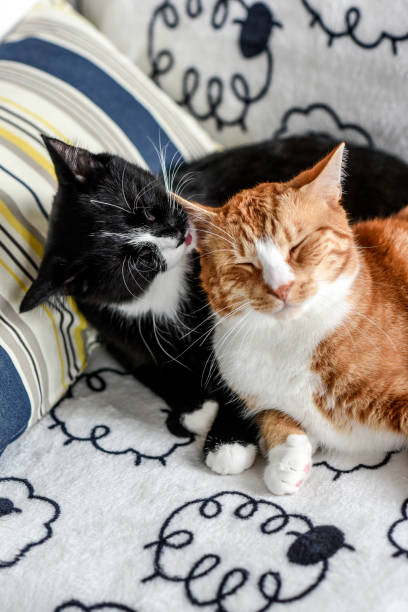 istock Two domestic cats lying on the couch and hugging. 1303498372