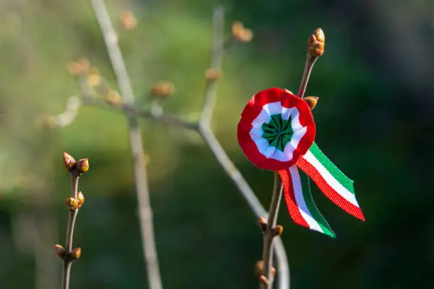 Photo of tricolor rosette on spring tree with bud symbol of the hungarian national day 15th of march