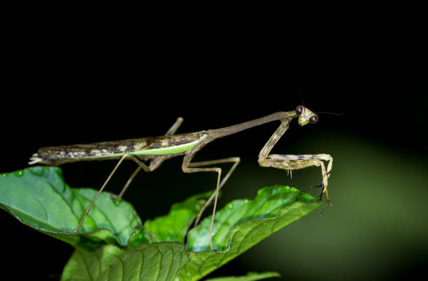 istock Praying Mantis at Arenal Volcano National Park 1303499100