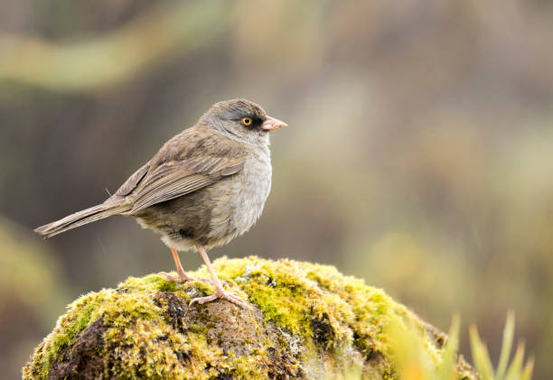 istock Volcano Junco in Costa Rica 1303499118