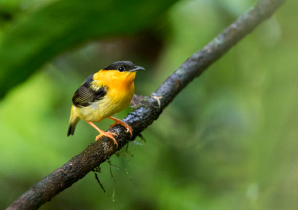 istock Orange-collared Manakin in Costa Rica 1303499151