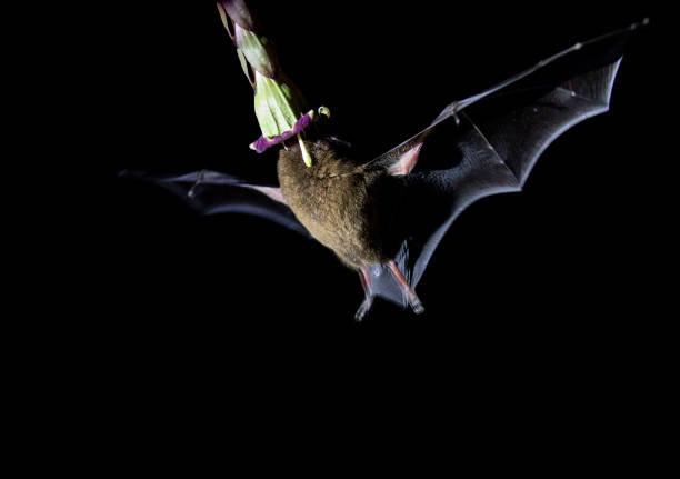 istock Nectar sucking bat eating from a flower 1303499167