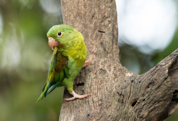 istock Orange-chinned parakeet in Costa Rica 1303499174