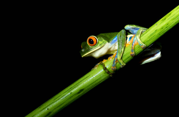 istock Red-eyed tree frog perch on a branch 1303499178