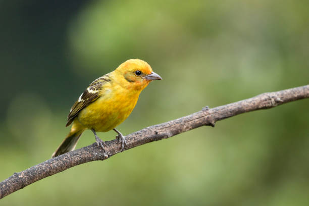 istock Female flame-colored Tanager looking to the side 1303499182