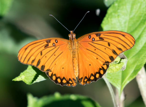 istock Gulf Fritillary is a bright orange butterfly. 1303499197