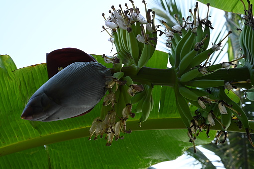 green unripe banana flower growing in the banana tree