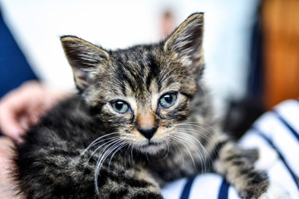 istock Young grey cat lying at home, sweet and beautiful. 1303501159