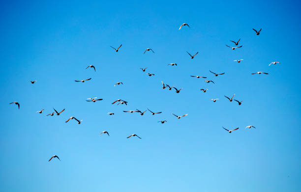 istock group of birds flying, blue sky 1303502054