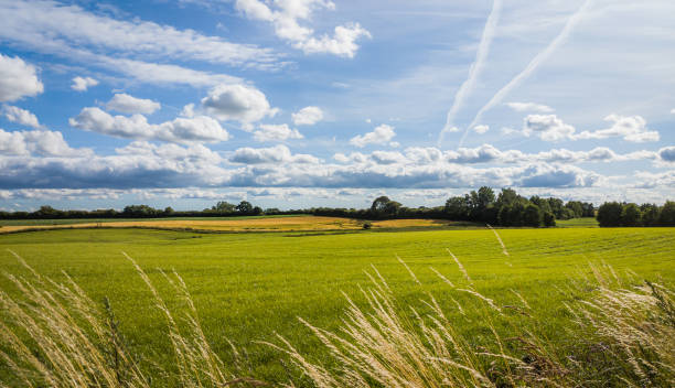 istock Beautiful landscape of Schleswig-Holstein while summertime 1303502137