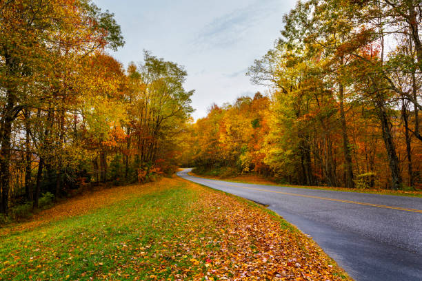 istock Road in autumn colors. 1303502213