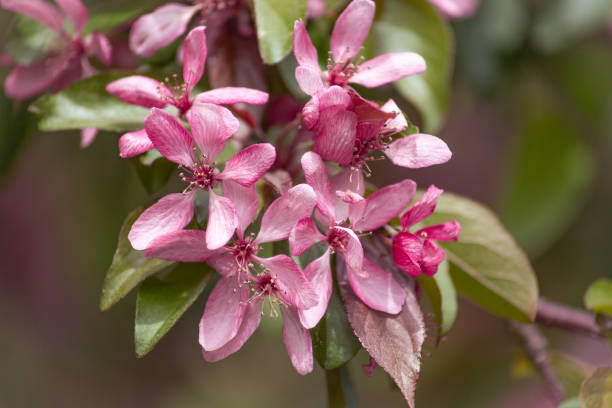 istock Pink flowers blooming tree close up 1303502744