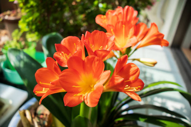 Beautiful kaffir lily (Clivia miniata) flowers in full bloom.