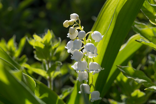 Lilies Of The Valley (Convallaria Majalis).\nMacro close up of lily of the valley flower in bloom stock photo