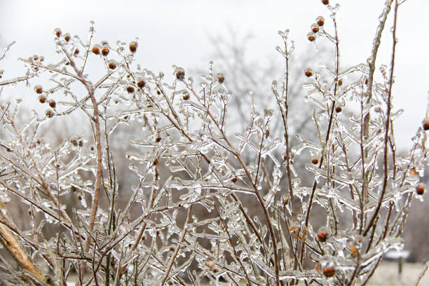 Branches and seed pods covered in ice stock photo