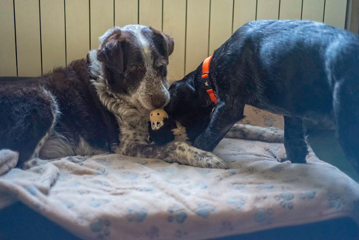 An older dog and five-month-old puppy establish their relationship with roughhousing. The dogs are a male nine-year-old Khortals cross-breed and a female five-month old German wire-haired pointer and the older dog is an ex-shelter re-homed adult. Taken at home during Covid-19 lockdown.