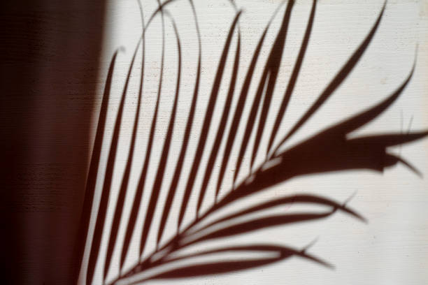 istock Shadow of palm tree leaf on white wall close-up. Summertime background 1303505361