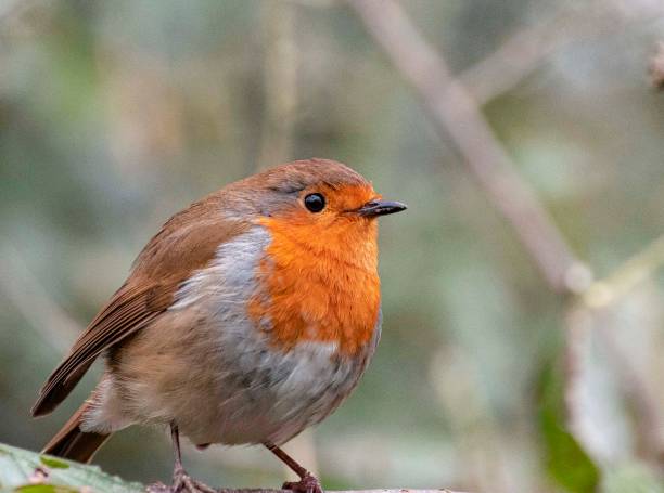 Robin red breast  sitting  on a  branch