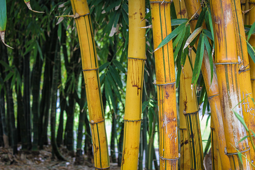 Bamboo at royal botanical garden