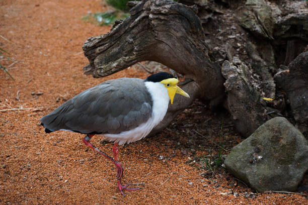 istock Native Australian Bird in a Natural Environment. 1303505808