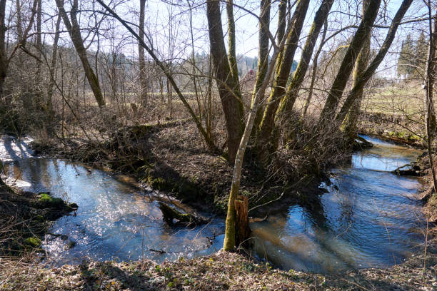 istock beautiful river flowing through the forest on a sunny day 1303506913