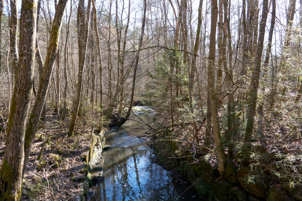 istock beautiful river flowing through the forest on a sunny day 1303506943