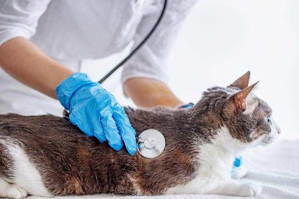 chat à l’examen par un médecin - vet domestic cat veterinary medicine stethoscope photos et images de collection