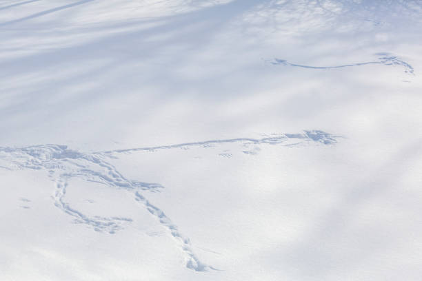 istock Winter bird trail on white snow 1303507135