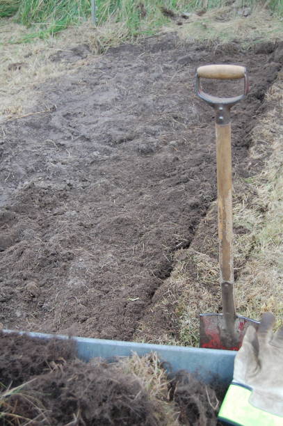 istock Digging off the peat layer/ grass layer to get clean soil for sowing wild flowers in. 1303507327