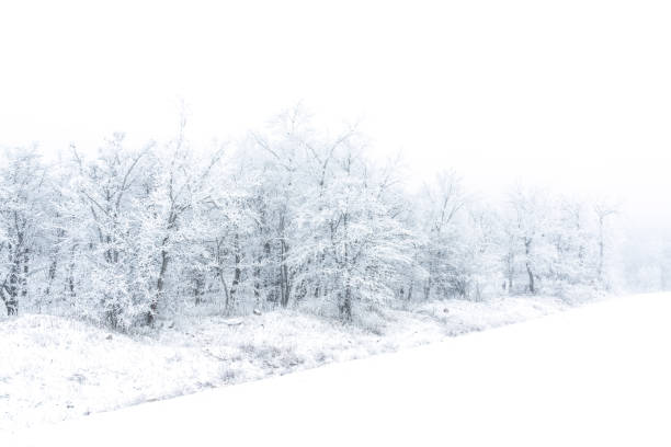 Frozen bare trees covered with frost, winter scene