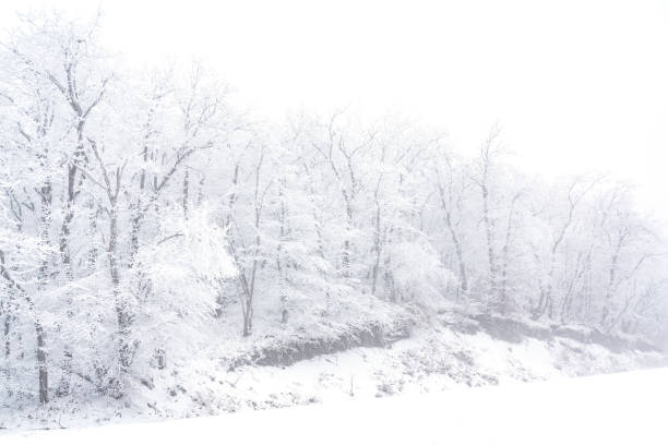 istock Frozen bare trees covered with frost, winter scene 1303507533