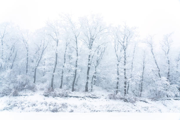 istock Frozen bare trees covered with frost, winter scene 1303508282